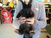 Flemish Giant Rabbits for sale in Fullerton, CA, USA. price: $20