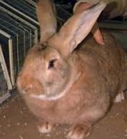 Flemish Giant Rabbits for sale in Arlington, VA, USA. price: $50