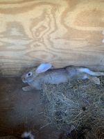 Flemish Giant Rabbits for sale in Front Royal, VA 22630, USA. price: $50