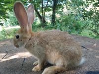 Flemish Giant Rabbits for sale in Roseville, OH 43777, USA. price: $80