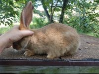 Flemish Giant Rabbits Photos