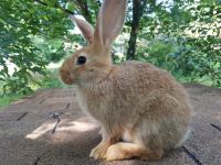 Flemish Giant Rabbits Photos