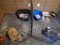 Flemish Giant Rabbits for sale in Hagerstown, MD, USA. price: $1,000