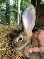 Flemish Giant Rabbits for sale in Haskell, Wanaque, NJ 07420, USA. price: $150