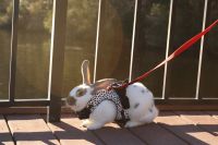 Flemish Giant Rabbits for sale in Myrtle Beach, SC, USA. price: $20