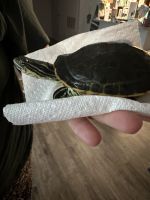 Florida Redbelly Turtle Reptiles for sale in DeLand, Florida. price: $80