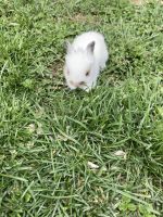 Florida White Rabbits Photos