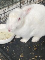 Florida White Rabbits Photos