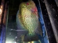 Flowerhorn Fishes for sale in Bronx County, NY, USA. price: $10