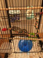 Flying squirrel Rodents for sale in Pelzer, SC 29669, USA. price: $550