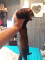 Forest Giant Squirrel Rodents Photos