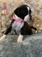 Formosan Mountain Dog Puppies for sale in Yoakum, TX 77995, USA. price: $50