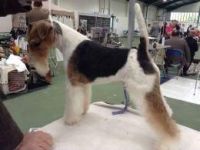 Fox Terrier Puppies for sale in Doddridge, Sulphur Township, AR 71826, USA. price: $200