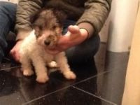 Fox Terrier Puppies for sale in Los Angeles, CA 90005, USA. price: $350