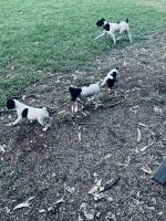 Fox Terrier (Smooth) Puppies Photos