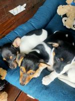 Fox Terrier (Smooth) Puppies for sale in Beenleigh, Queensland. price: $1,200
