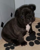 Francais Blanc et Noir Puppies for sale in Hartford, CT, USA. price: $1,200