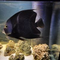 French Angelfish Fishes for sale in Chicago, IL 60634, USA. price: $400
