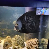 French Angelfish Fishes Photos