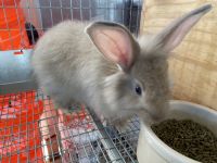 French Angora rabbit Rabbits for sale in Cantara Way, Ramona, CA 92065, USA. price: NA