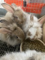 French Angora rabbit Rabbits Photos