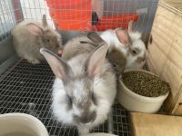 French Angora rabbit Rabbits Photos