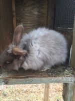 French Angora rabbit Rabbits for sale in Hogansville, GA 30230, USA. price: $80