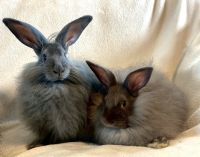 French Angora rabbit Rabbits for sale in Williamsburg, OH, USA. price: $100