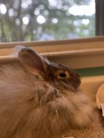 French Angora rabbit Rabbits for sale in Madison, AL, USA. price: $50