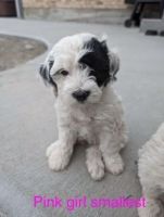 French Brittany Puppies for sale in American Fork, Utah. price: $900
