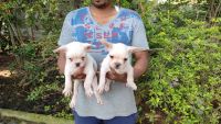 French Bulldog Puppies for sale in Electronic City, Bengaluru, Karnataka, India. price: 25,000 INR