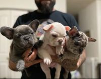 French Bulldog Puppies for sale in Manila, Metro Manila, Philippines. price: 10,000 PHP