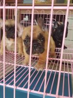 French Bulldog Puppies for sale in Subic, Zambales, Philippines. price: 16,000 PHP