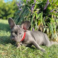 French Bulldog Puppies for sale in Hamilton, ON, Canada. price: $3,000