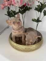 French Bulldog Puppies for sale in Cardiff CF5, UK. price: 2,000 GBP