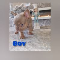 French Bulldog Puppies for sale in Manchester, UK. price: 1,200 GBP