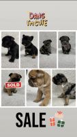 French Bulldog Puppies for sale in Fresno, California. price: NA