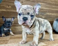 French Bulldog Puppies for sale in San Antonio, Texas. price: NA