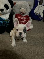 French Bulldog Puppies for sale in Rochester, Minnesota. price: $2,000