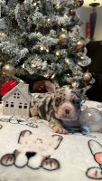 French Bulldog Puppies for sale in Santa Rosa, California. price: $5,000