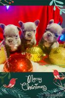 French Bulldog Puppies for sale in Orlando, Florida. price: $2,500