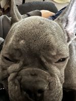French Bulldog Puppies for sale in Delray Beach, Florida. price: NA