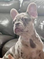 French Bulldog Puppies for sale in Ozone Park, New York. price: $4,500