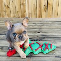 French Bulldog Puppies for sale in Sebring, FL, USA. price: $180,000