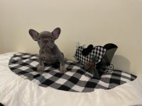 French Bulldog Puppies for sale in Houston, Texas. price: NA