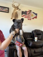 French Bulldog Puppies for sale in High Point, North Carolina. price: $5,500