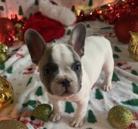 French Bulldog Puppies for sale in Odenton, Maryland. price: $3,500
