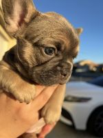 French Bulldog Puppies for sale in Westwood, California. price: NA