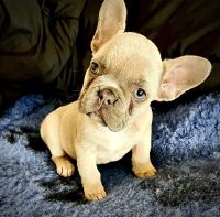 French Bulldog Puppies for sale in Shellharbour, New South Wales. price: $2,500