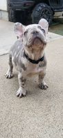 French Bulldog Puppies for sale in Escondido, CA, USA. price: $3,000